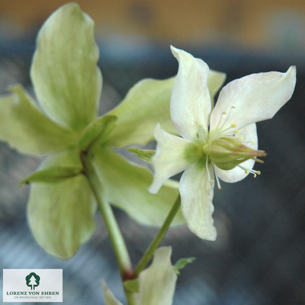 Helleborus niger