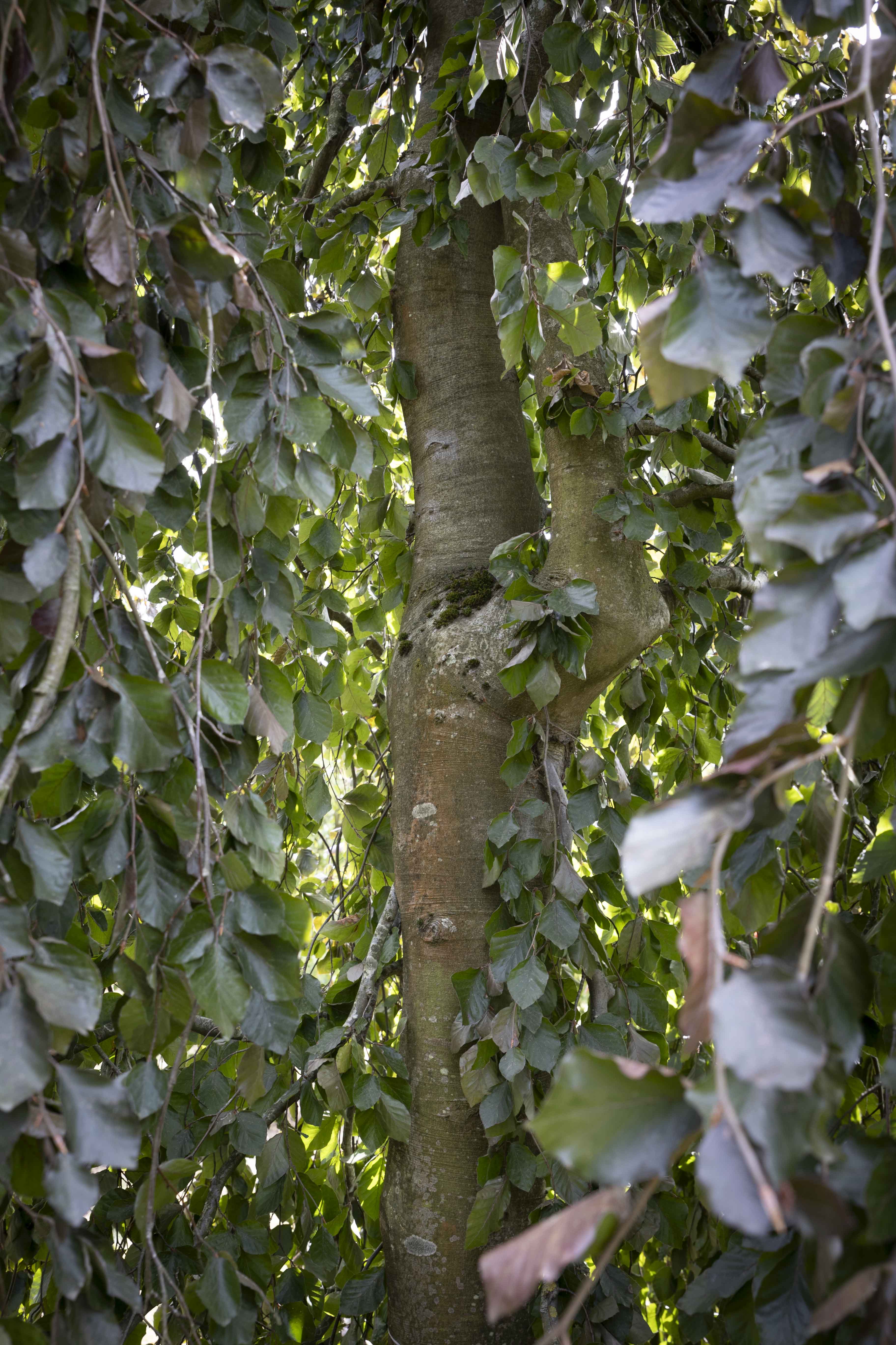 Fagus sylvatica 'Purpurea Pendula' Unikat