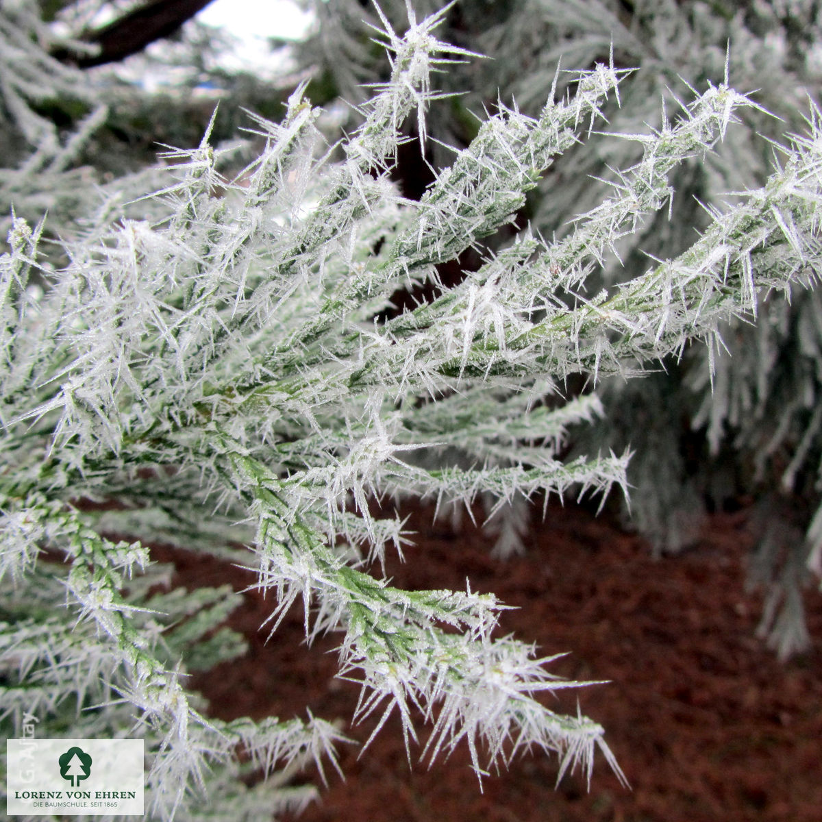 Sequoiadendron giganteum