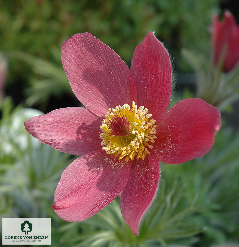 Pulsatilla vulgaris 'Röde Klokke'