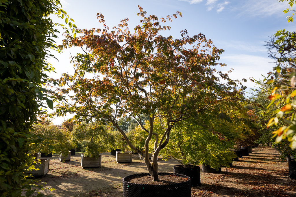 Acer japonicum 'Aconitifolium' VJ