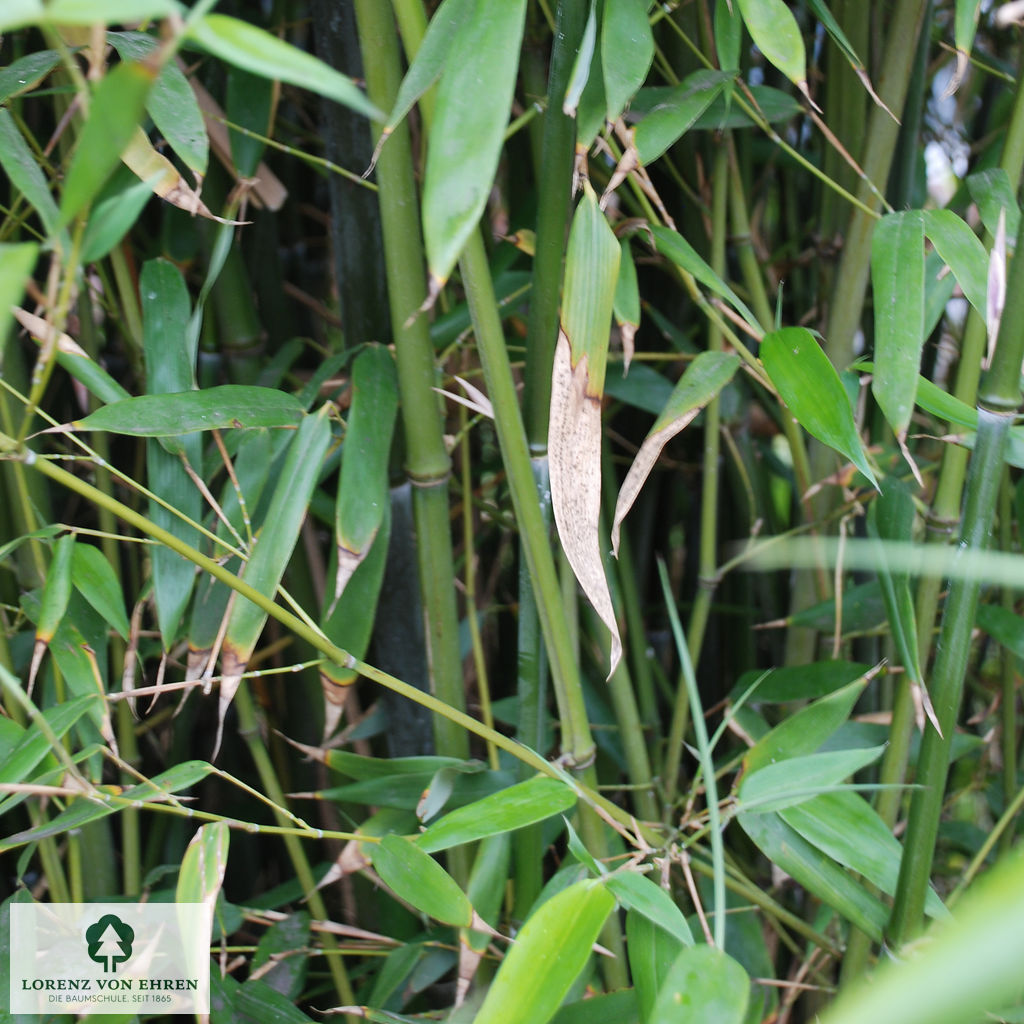 Phyllostachys bissetii