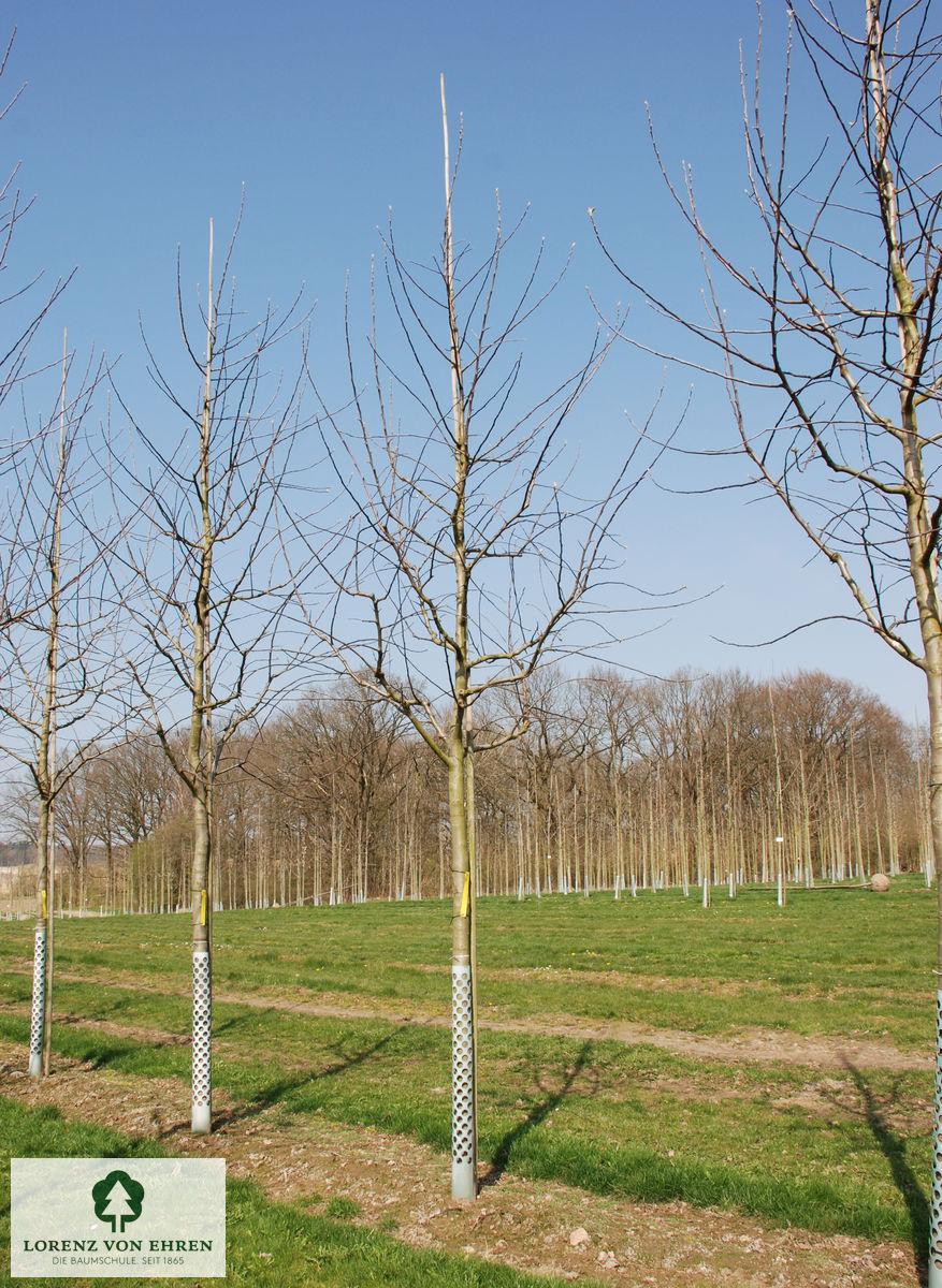 Malus domestica 'Gravensteiner'