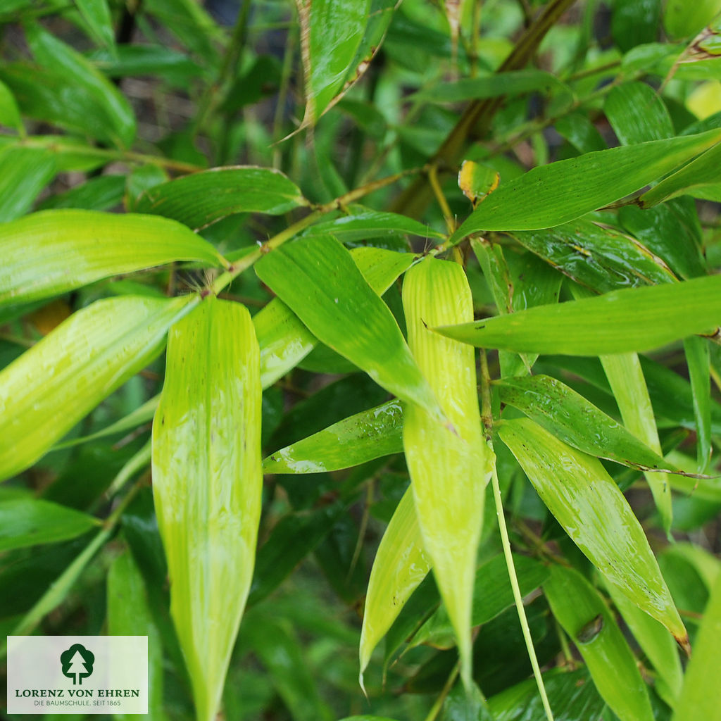 Phyllostachys viridiglaucescens