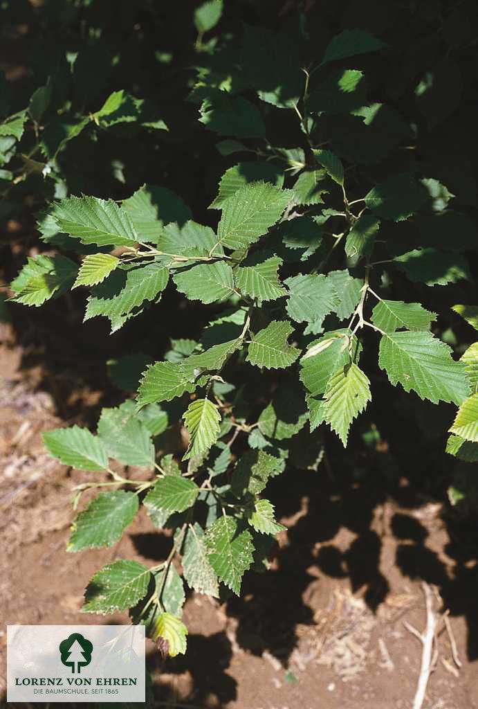 Alnus incana 'Aurea'