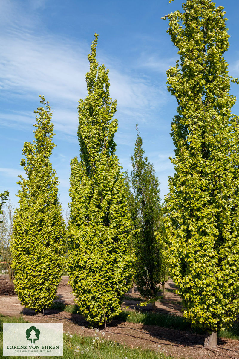 Fagus sylvatica 'Dawyck Gold'