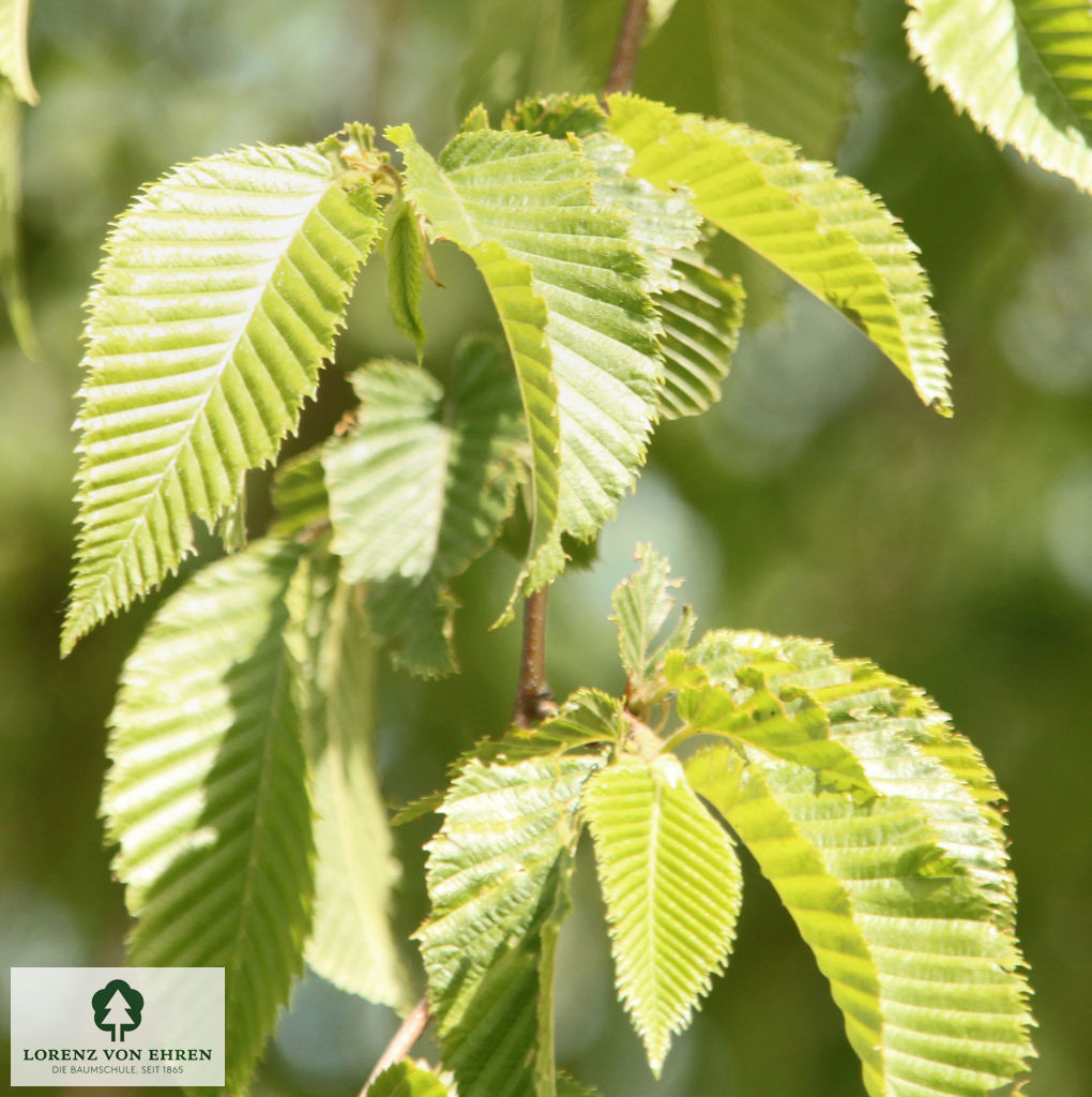 Ostrya carpinifolia