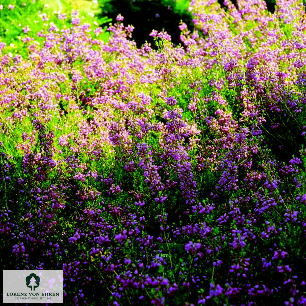 Erica cinerea 'Pallas'