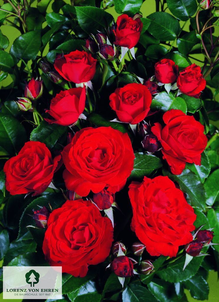Rosa 'Olympisches Feuer'