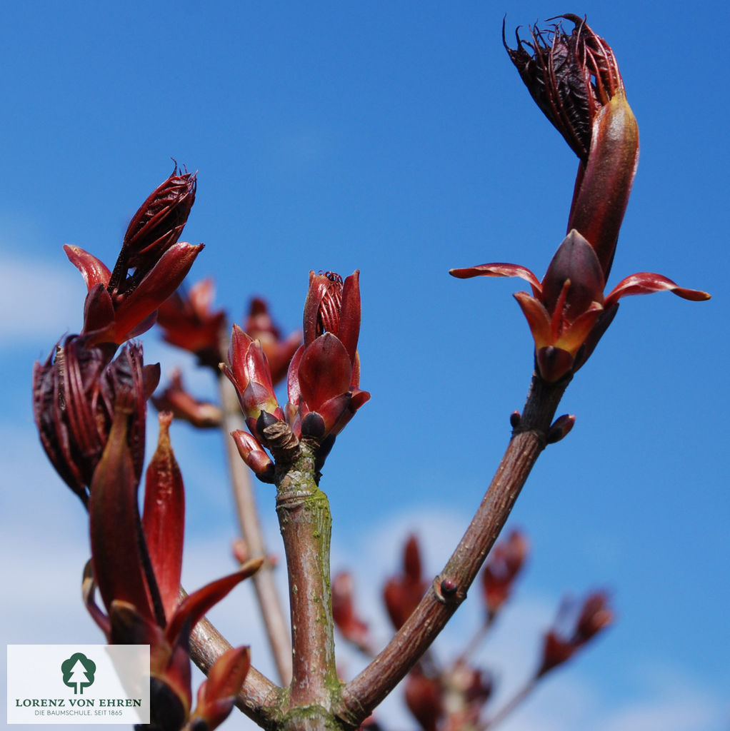 Acer platanoides 'Crimson Sentry'