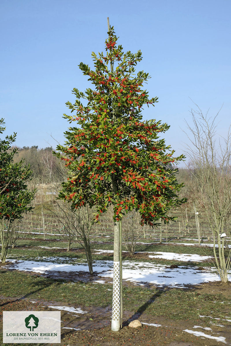 Ilex 'Nellie R. Stevens'