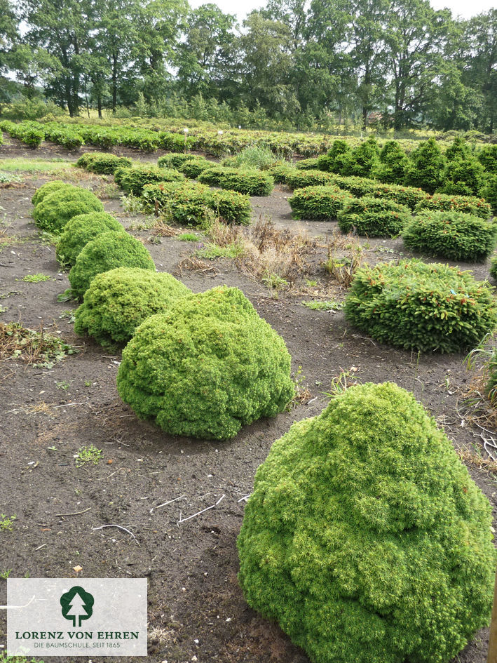 Picea glauca 'Alberta Globe'