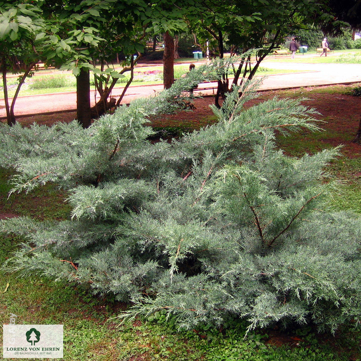 Juniperus virginiana 'Grey Owl'