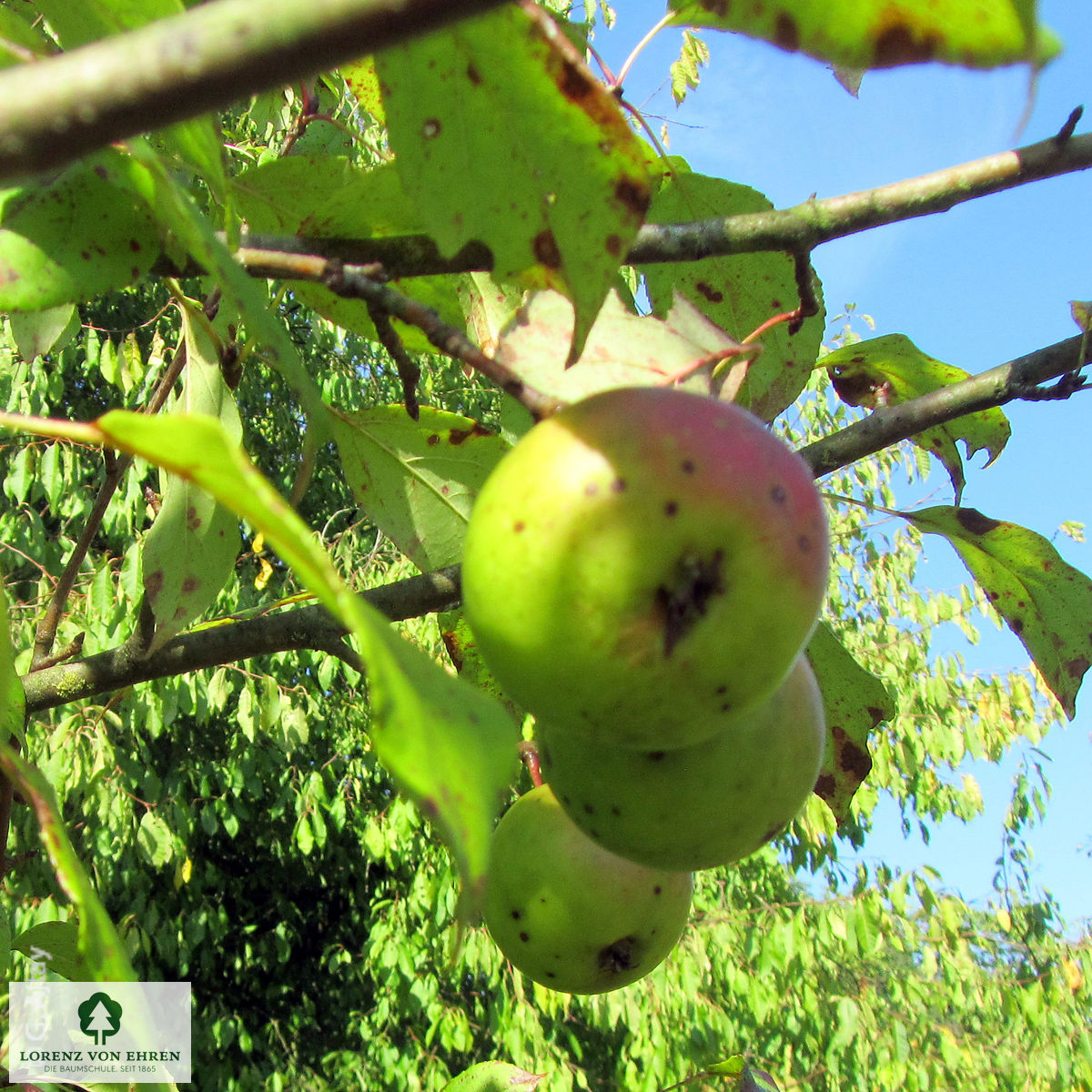 Malus sylvestris