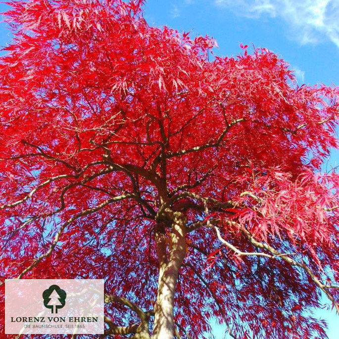 Acer palmatum 'Atropurpureum'