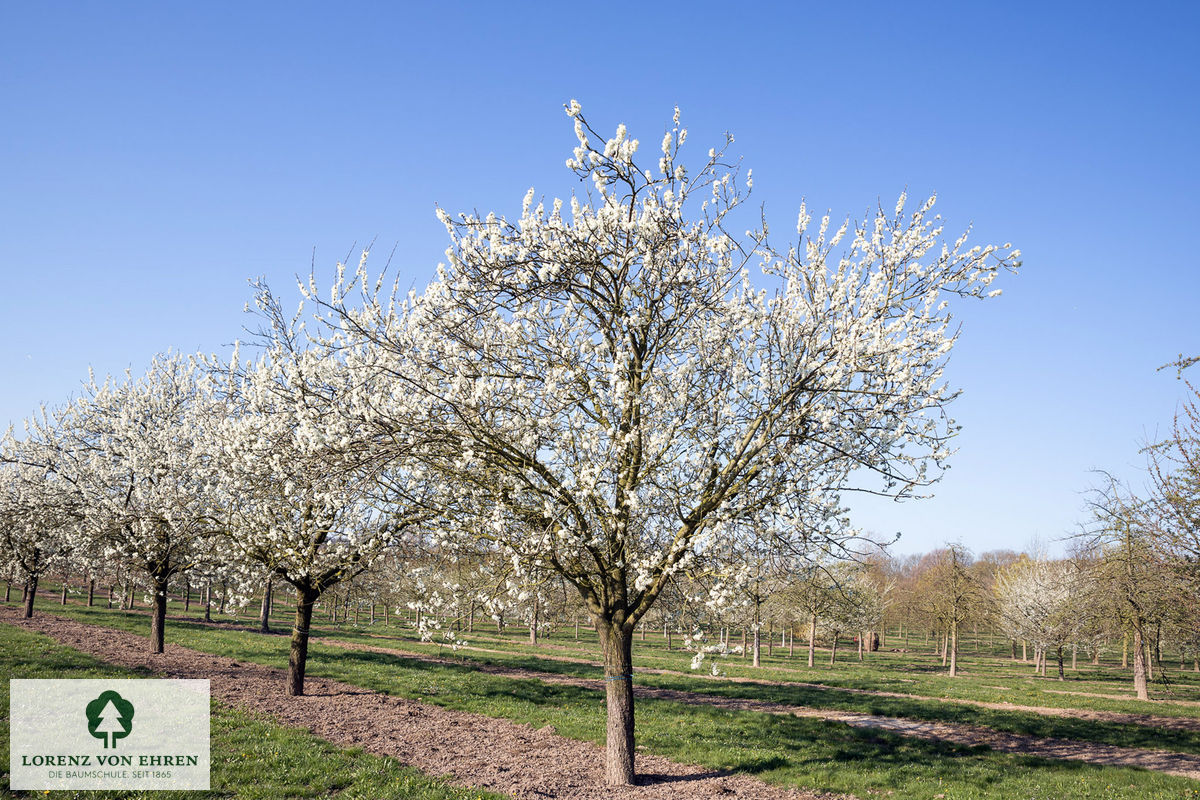 Prunus domestica 'Oullins Reneklode'