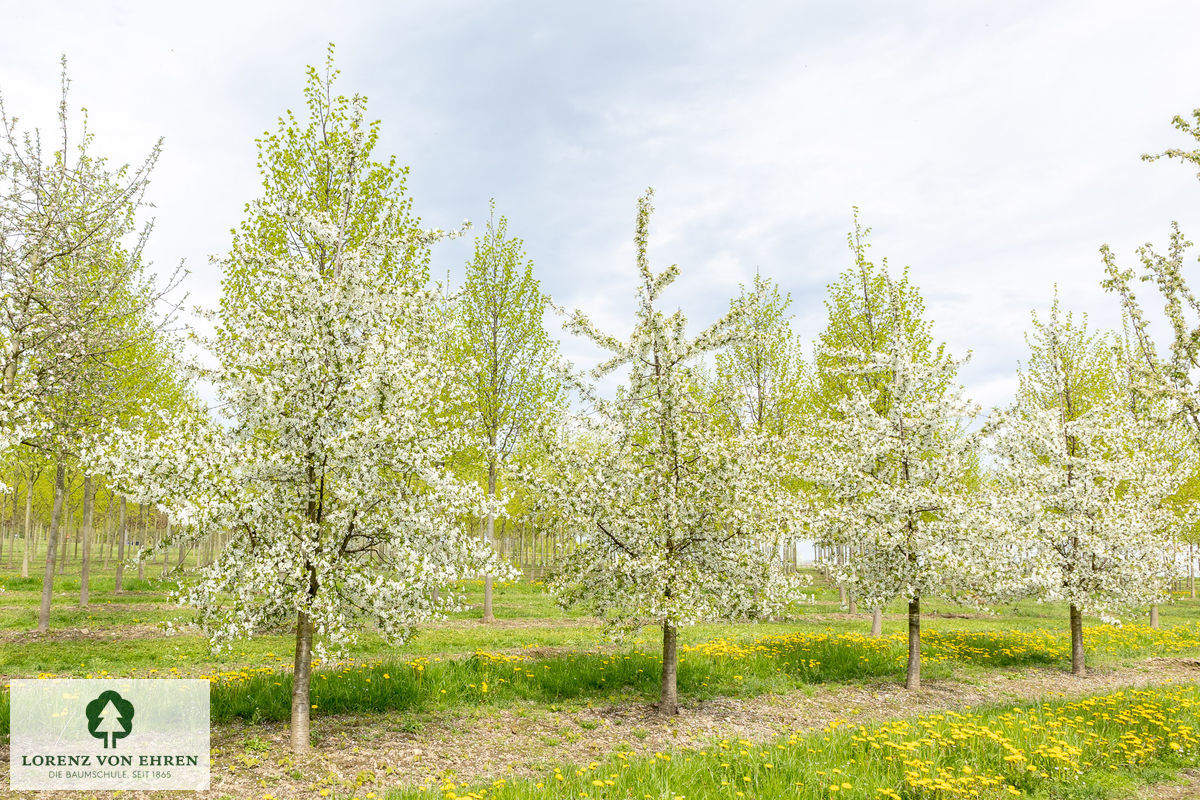 Prunus cerasus 'Safir'