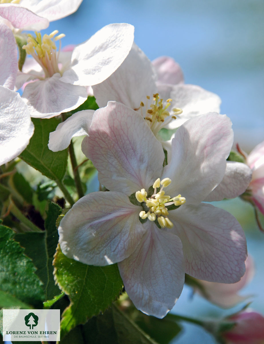 Malus domestica 'Jonagold'