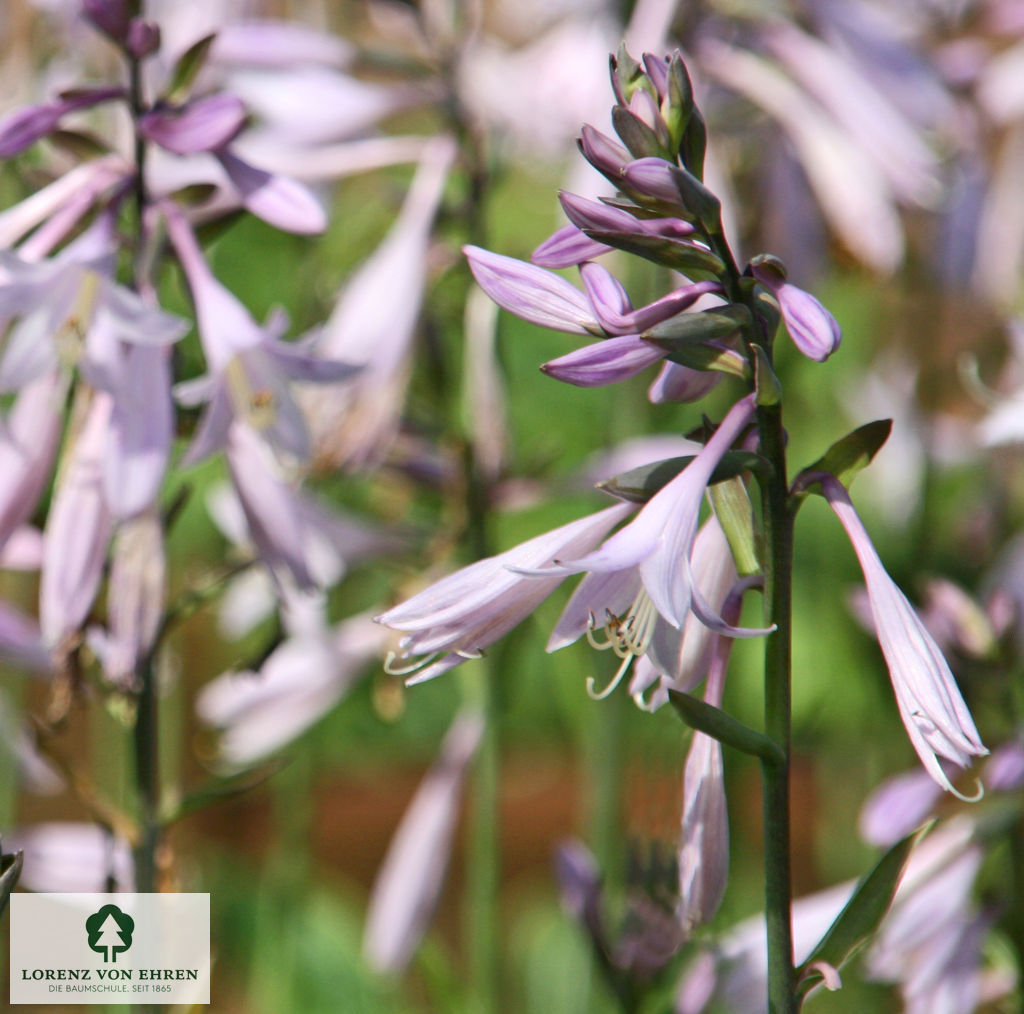 Hosta 'Fortunei Aureomarginata'