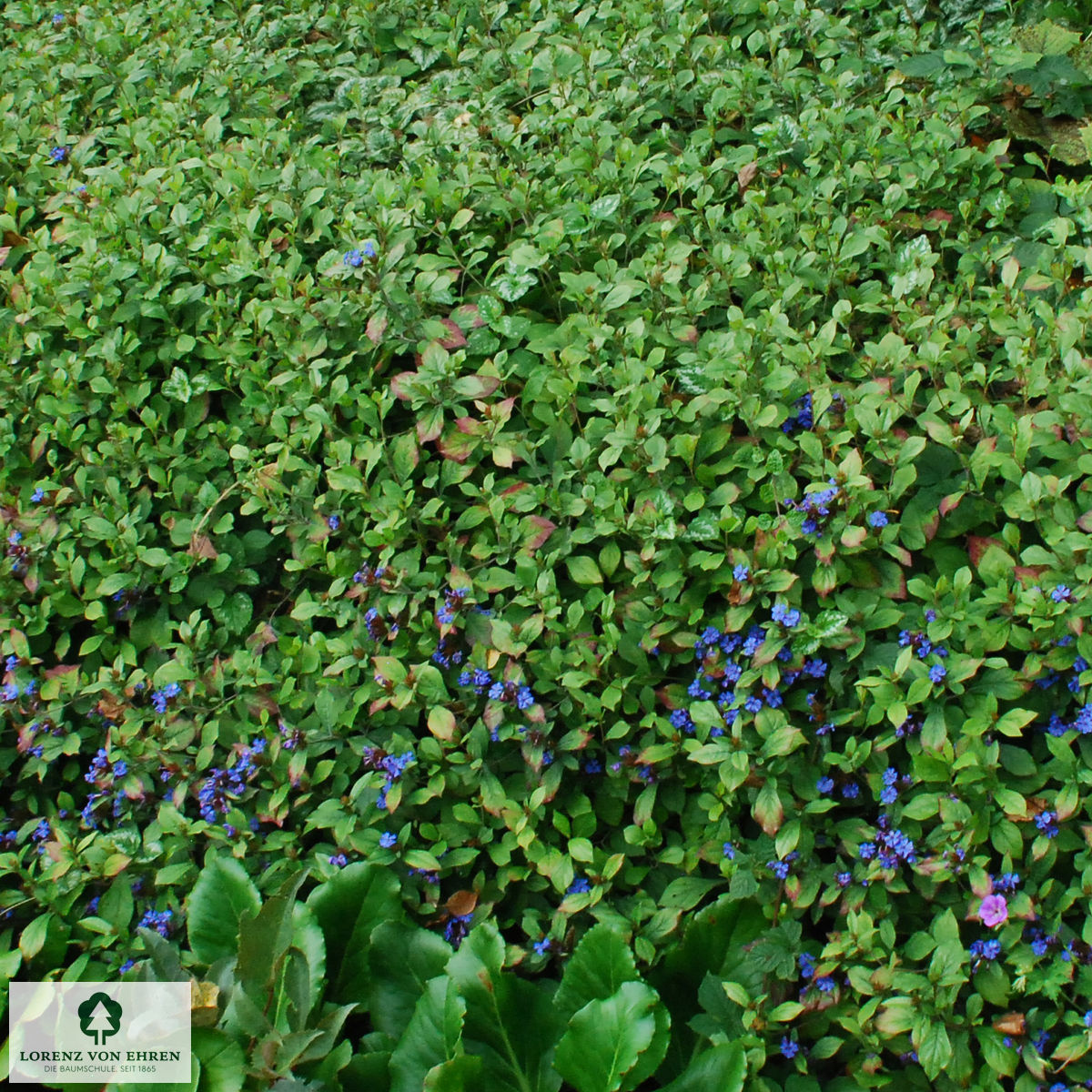 Ceratostigma plumbaginoides