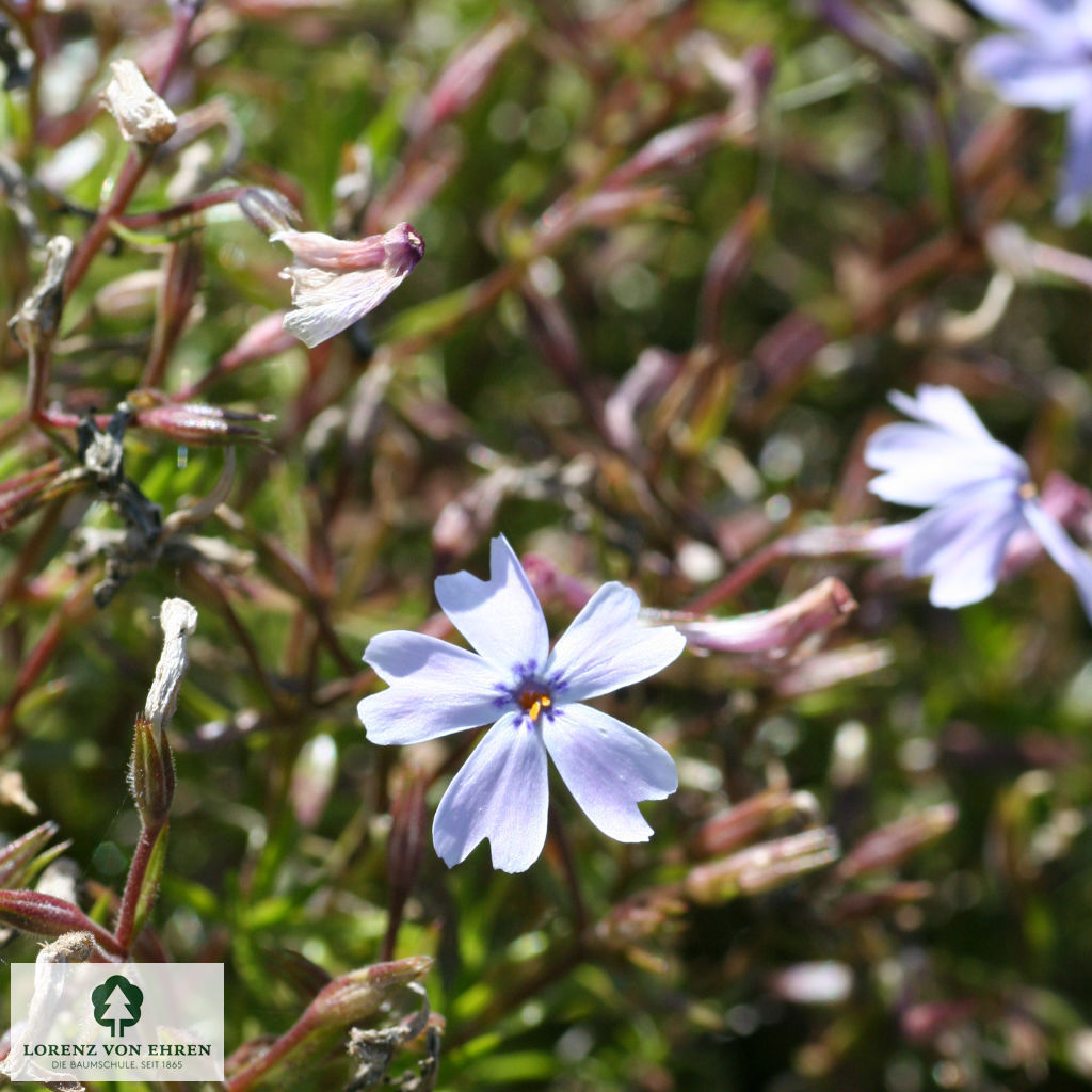 Phlox subulata 'Emerald Cushion Blue'