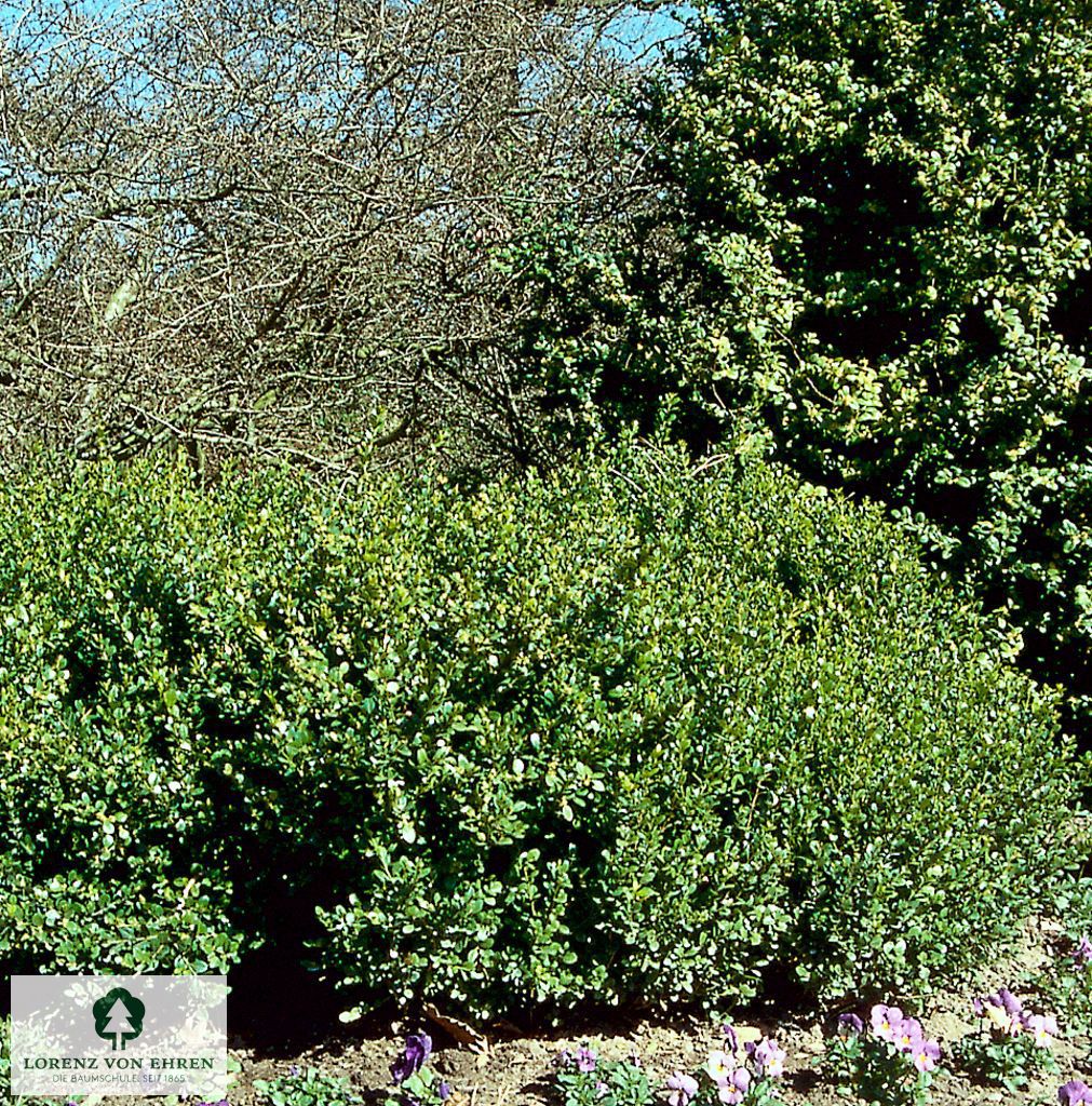 Buxus microphylla 'Faulkner'