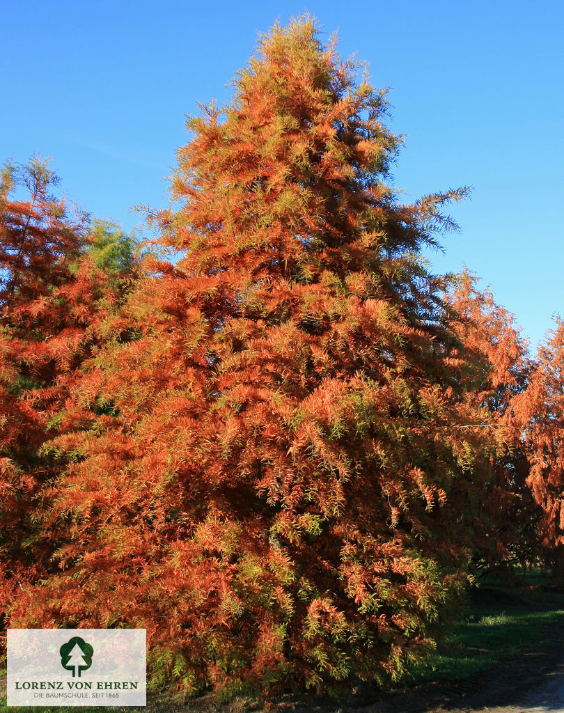 Taxodium distichum