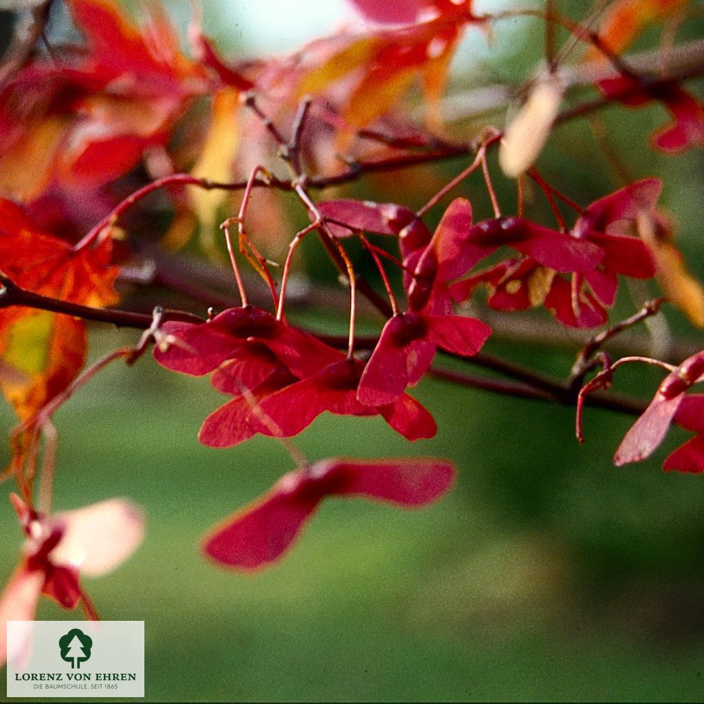 Acer palmatum 'Osakazuki'