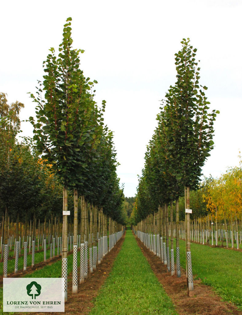 Tilia platyphyllos 'Örebro'