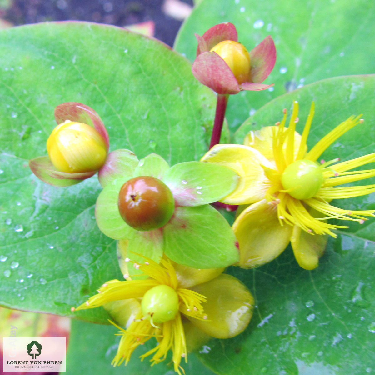 Hypericum androsaemum