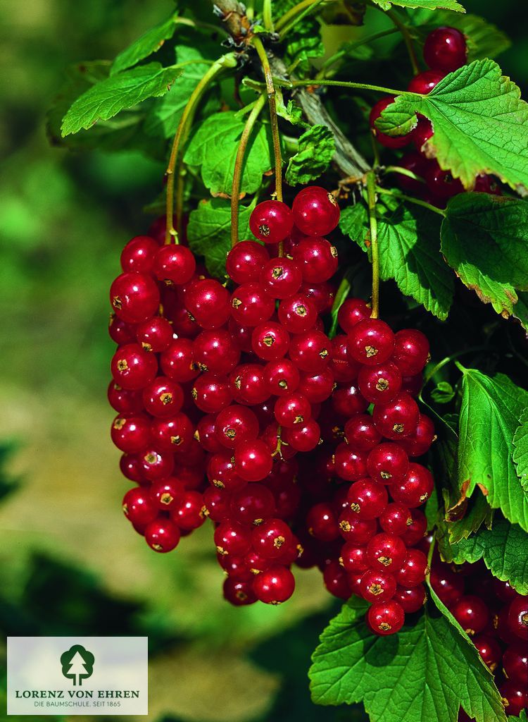 Ribes rubrum 'Rovada'