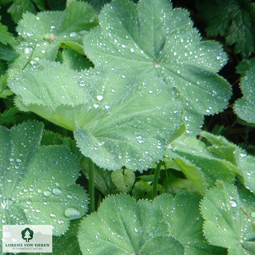 Alchemilla mollis