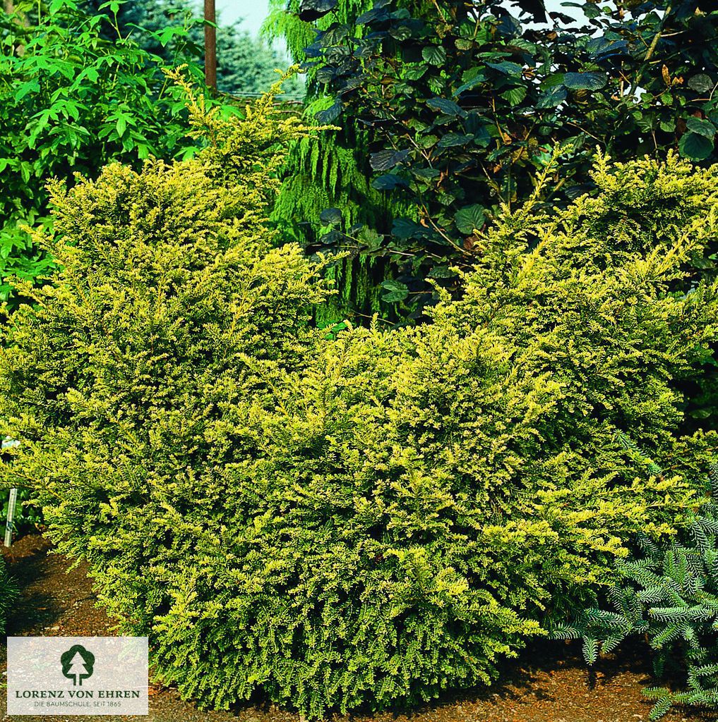 Taxus baccata 'Washingtonii'