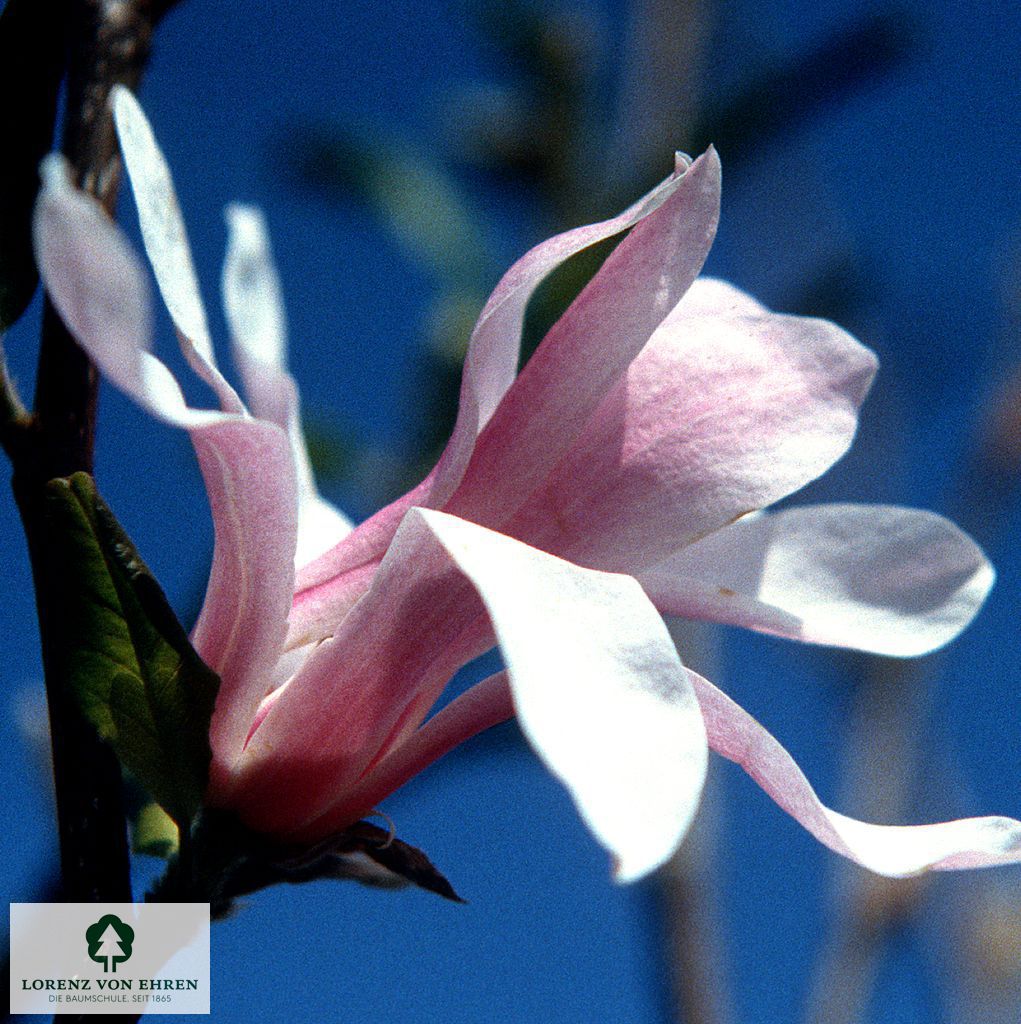 Magnolia stellata 'Royal Star'