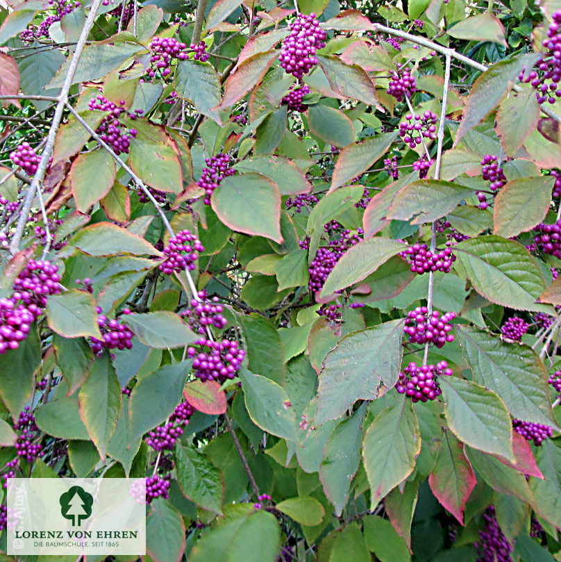 Callicarpa bodinieri 'Profusion'