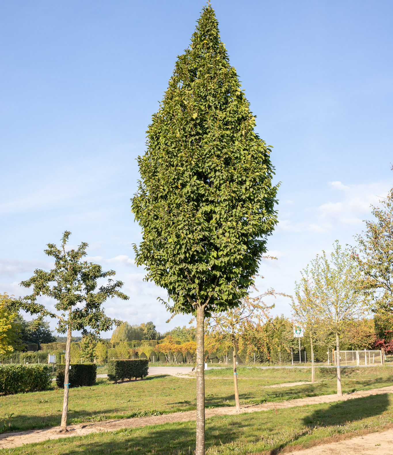 Ein gerader junger Baum