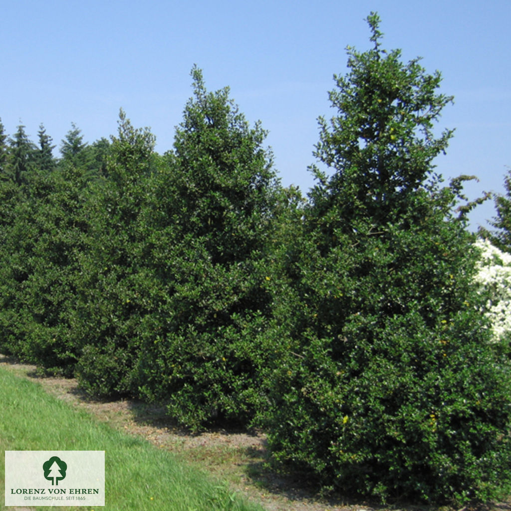 Ilex aquifolium