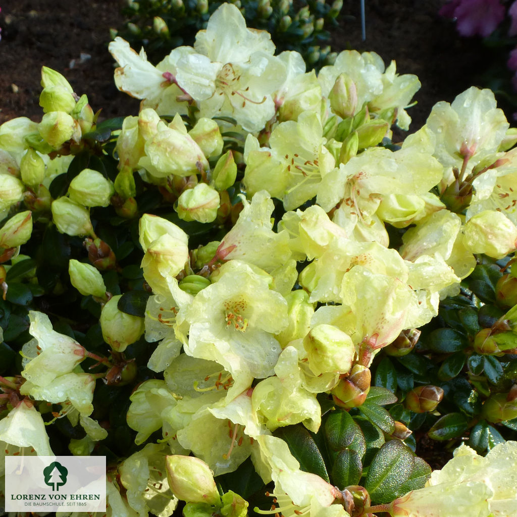 Rhododendron ludlowii 'Wren'