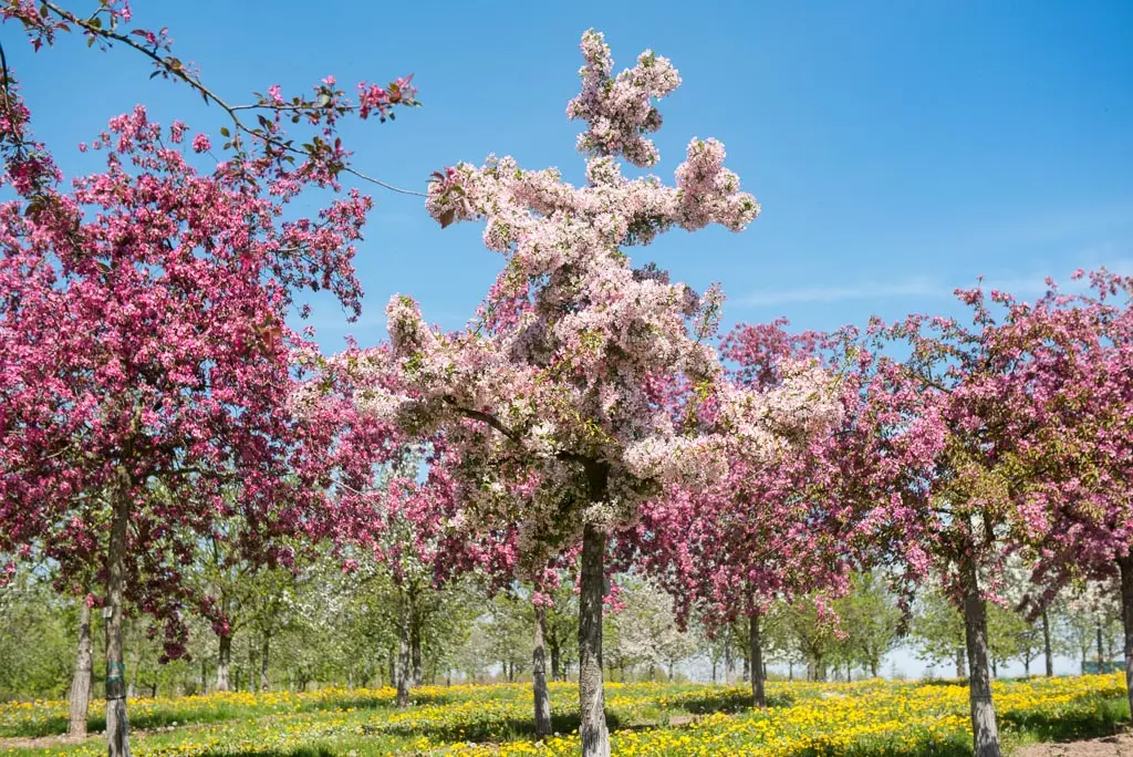 Der Malus floribunda ist ein wunderschöner Apfelbaum, der im Frühling mit einer üppigen Blütenpracht erstrahlt. Die Blüten sind weiß bis rosa und duften herrlich. Der Malus floribunda ist ein idealer Baum für den Garten oder die Parkanlage.