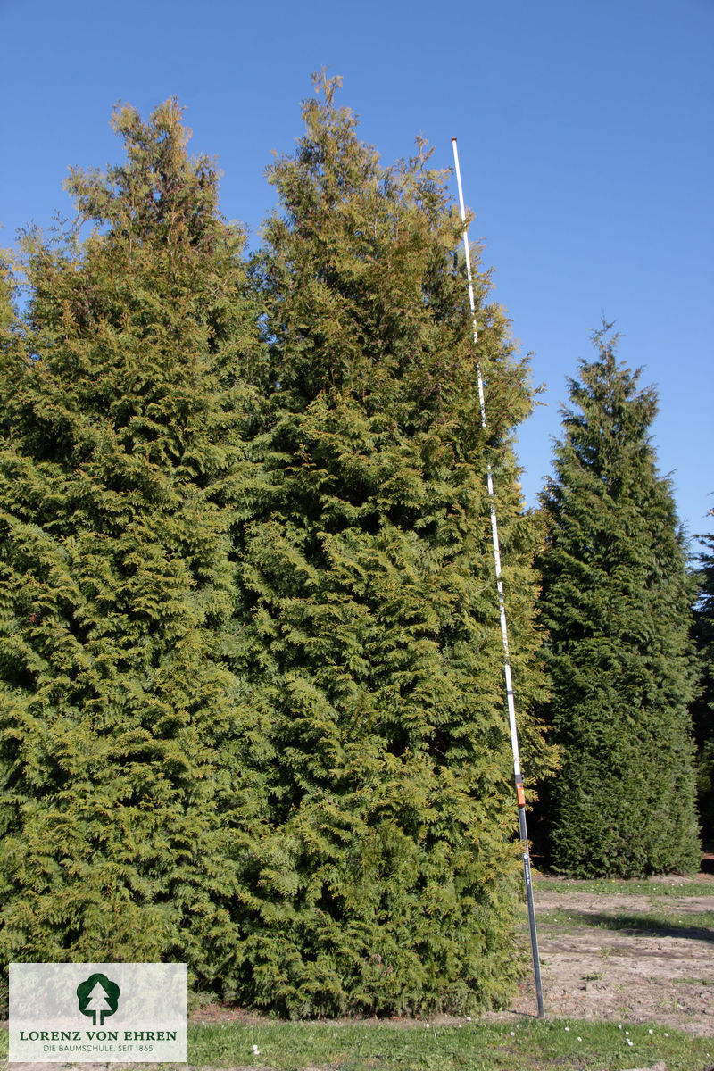 Thuja occidentalis 'Brabant'