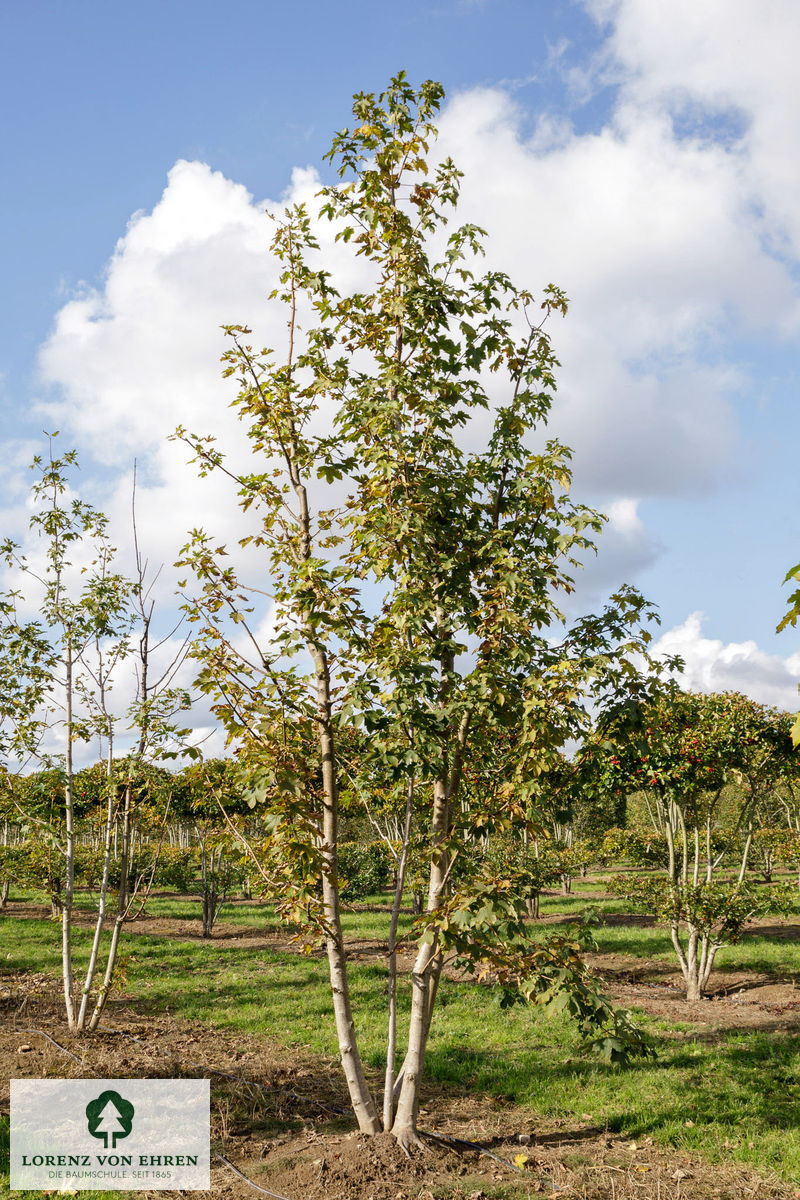 Acer pseudoplatanus