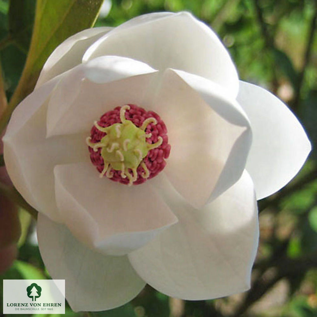 Magnolia sieboldii