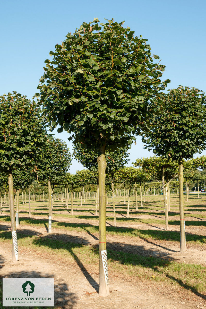 Tilia europaea 'Pallida'