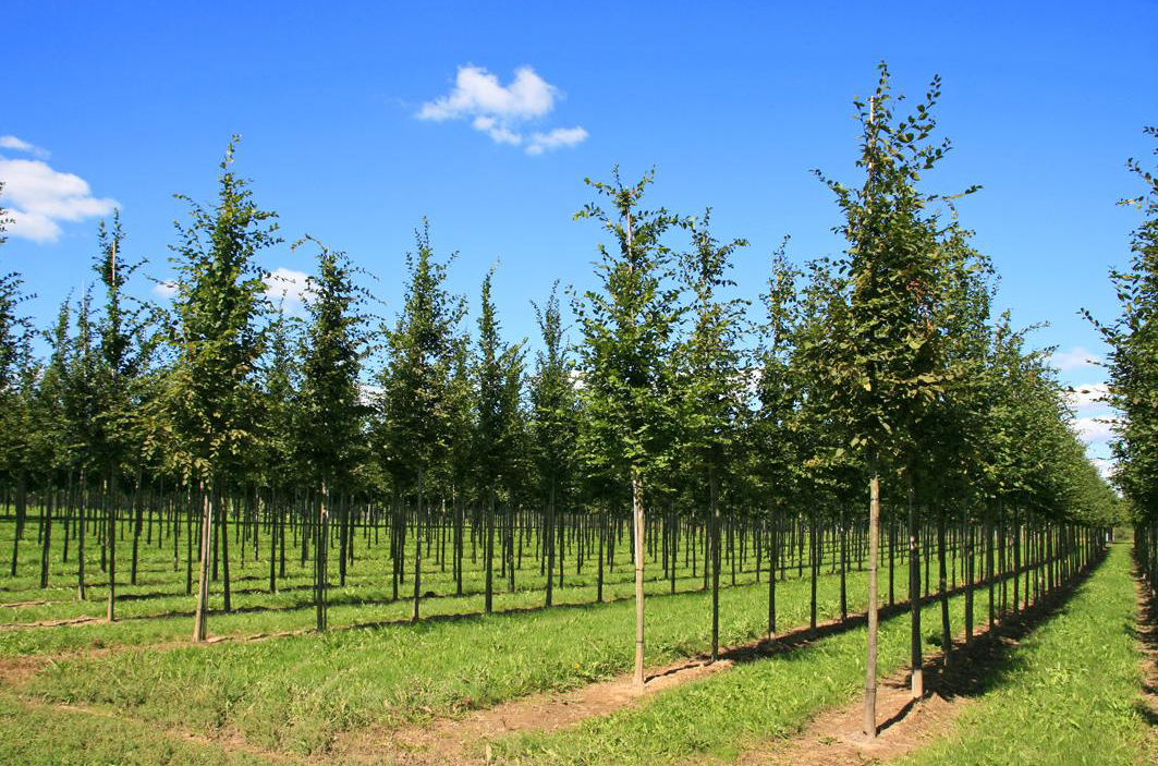 Zahlreiche junge Bäume mit geraden Stämmen und schmalen Kronen, in langen, parallelen Reihen.