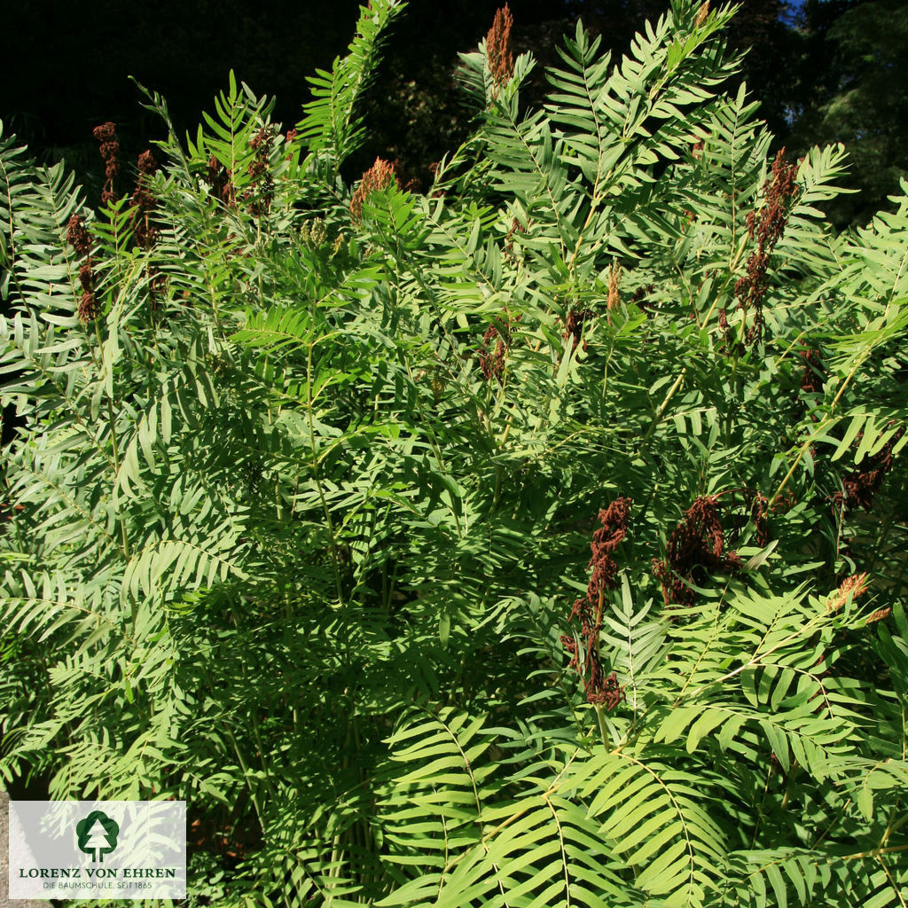 Osmunda regalis