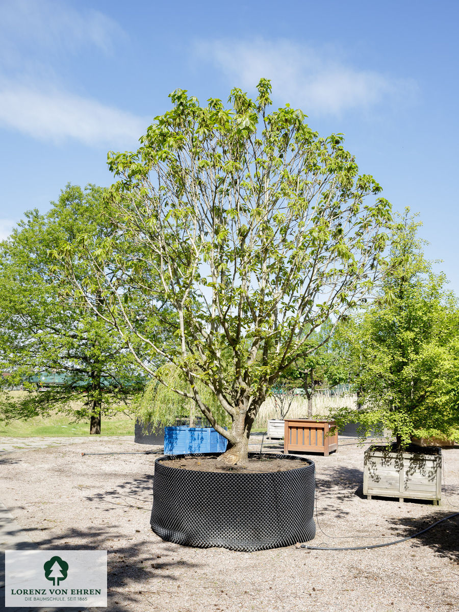Quercus pontica
