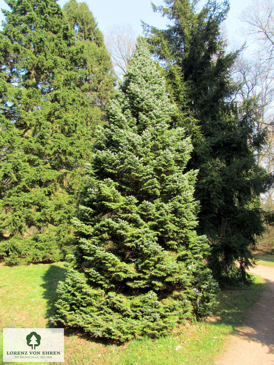 Picea omorika 'Nana'