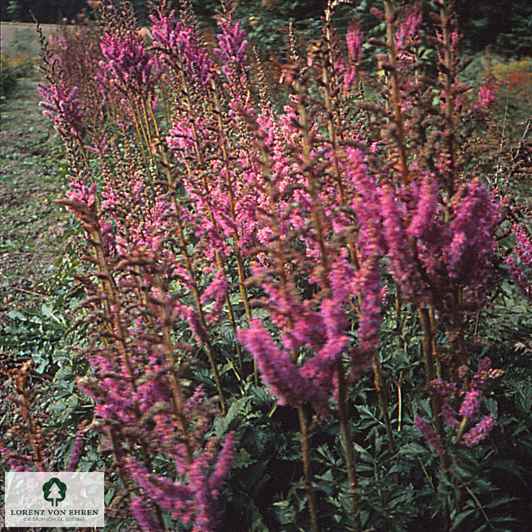 Astilbe chinensis 'Purpurlanze'