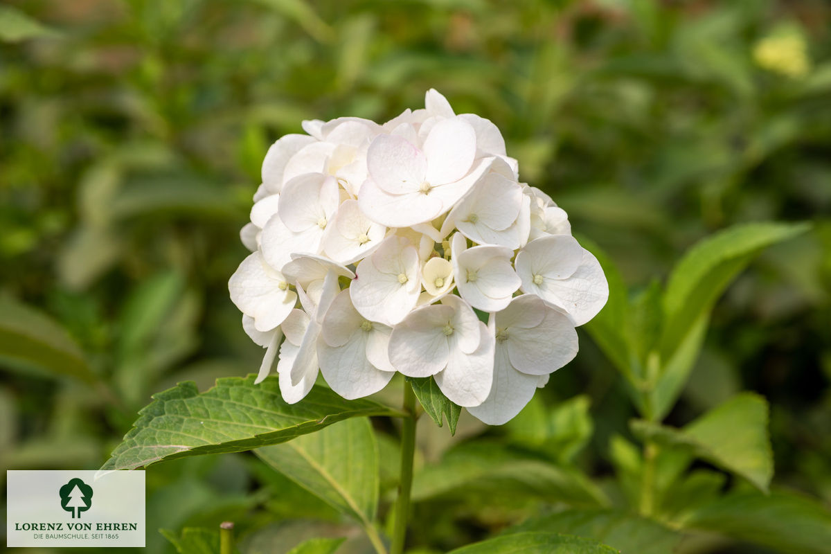 Hydrangea macrophylla 'Soeur Thérèse'