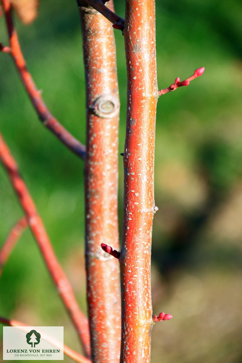 Tilia cordata 'Winter Orange'